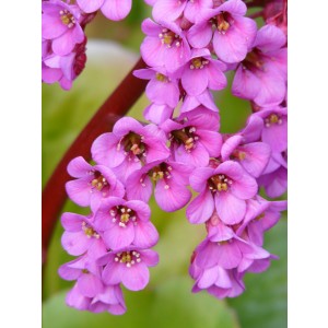 Bergenia cordifolia 2L 15/20