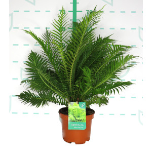 Blechnum gibbum "Silver Lady" ® 3L