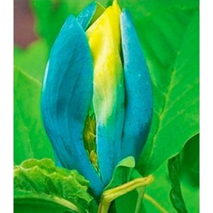 Magnolia "Blue Opal" 7.5L 80/100 Injertada