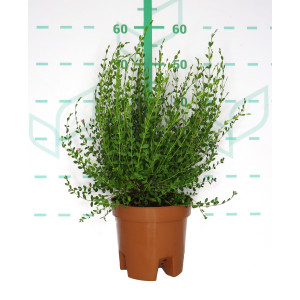 Boronia crenulata 3L 25/35
