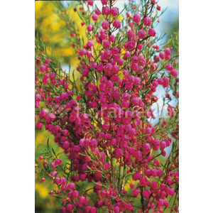 Boronia heterophylla 2L 30/40