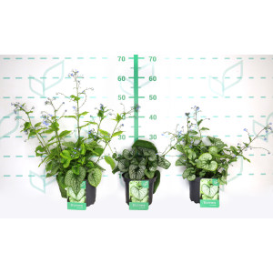 Brunera macrophylla 2L 15/20