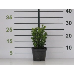 Buxus microphylla "Faulkner" 1L Cuadrada 10/15