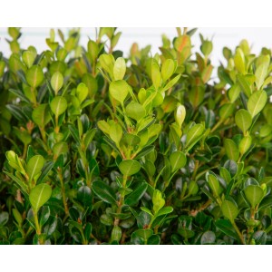 Buxus microphylla "Faulkner" 11L Cuadrada 30/40 Bola