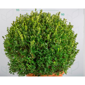 Buxus microphylla "Faulkner" 20L 40/45 Bola