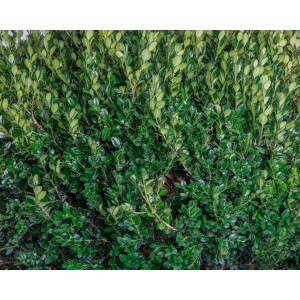 Buxus microphylla "Faulkner" 25L 75/80 Cono