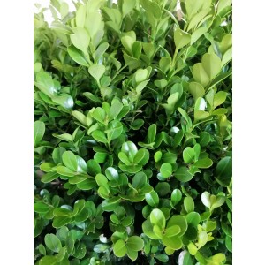 Buxus "Rotundifolia" 25L 45 DP 45