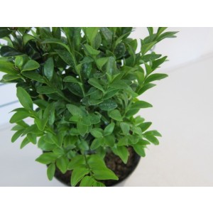 Buxus sempervirens 1L Cuadrada 10/15