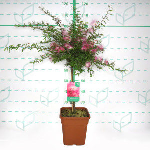Calliandra surinamensis "Dixie Pink" 11L Ht 45-55 75/85 (Mini copa)