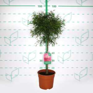 Calliandra surinamensis "Dixie Pink" 5L Deco Ht 40 60/80