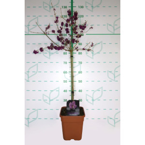 Callicarpa bodinieri 9L Ht 40/60 (Mini copa) "Magical Snowqueen", "Profusion"