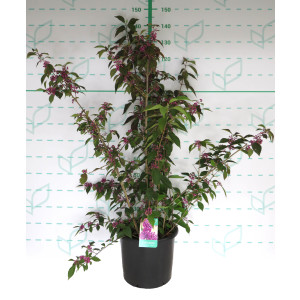 Callicarpa bodinieri var. giraldii 'Profusion' 15L Deco 120/140 Ramificado