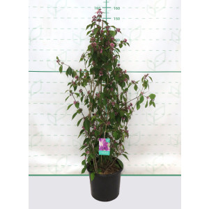 Callicarpa bodinieri var. giraldii 'Profusion' 15L Deco 120/140 Ramificado
