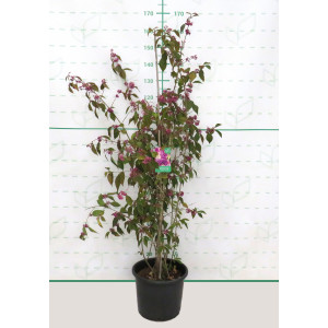 Callicarpa bodinieri var. giraldii 'Profusion' 15L Deco 120/140 Ramificado