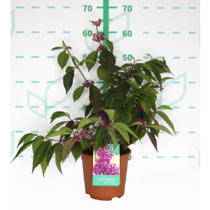 Callicarpa bodinieri var. giraldii 'Profusion' 3L Deco 40/60