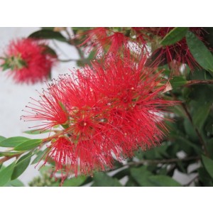 Callistemon "Laevis" 5L 40/50