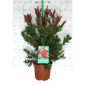 Callistemon citrinus "Red Rocket" 5L 35/45