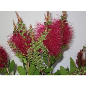 Callistemon viminalis "Hot Pink"  ® 10L Deco Ht 70 90/100