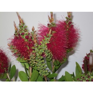 Callistemon viminalis "Hot Pink"  ® 10L Deco Ht 70 90/100