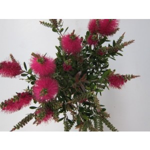 Callistemon viminalis "Hot Pink" 3L 45/55