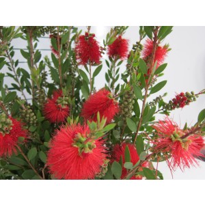 Callistemon "Laevis" 7.5L Ht 65 90/100
