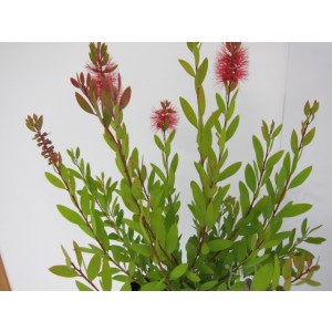 Callistemon "Laevis" 2L 20/25