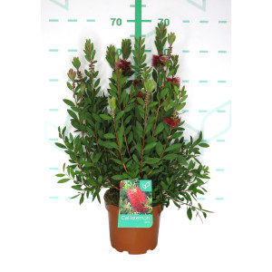 Callistemon "Laevis" 3L 35/45