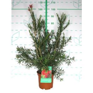 Callistemon massoti "Mini Red" 5L 60/70