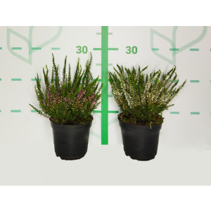 Calluna vulgaris 1L 10/15