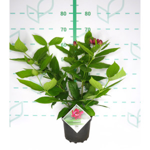 Calycanthus x raulstonii "Aphrodite" 5L 50/70