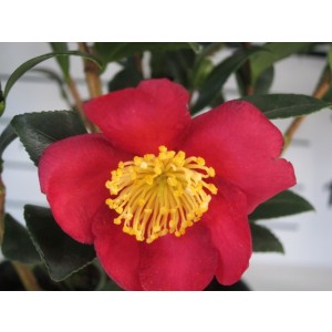 Camellia sasanqua 55L 160/180