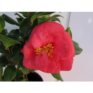 Camellia 1.5L 8+ 20/30  Compacta