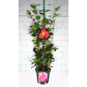 Camellia 5L 15+ Espaldera 70/80 