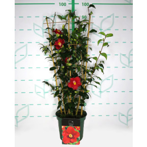 Camellia 5L 15+ Espaldera 70/80 