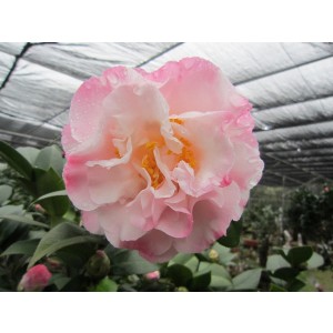 Camellia 0.8L 5+ 20/30 