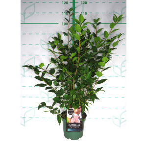 Camellia hybrida "High Fragance" 5L 70/90
