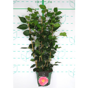 Camellia 5L 15+ Espaldera 70/80 