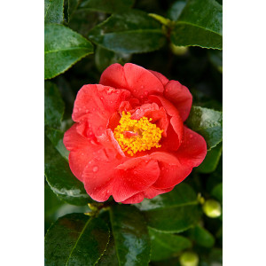 Camellia japonica "Doctor King" 35L Ht 190-210 280/300 Ø12-14