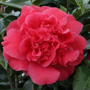 Camellia japonica Cono 500/600