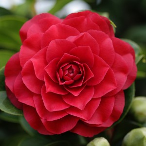 Camellia 5L 20+ 60/80 