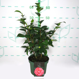 Camellia 3L Standard Line 5+ 40/60