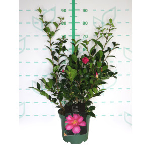 Camellia sasanqua 5L 60/80