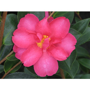 Camellia sasanqua 18L Ht 70/80 130/140