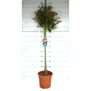 Camellia "Spring Festival" 10L Deco Ht 70 90/110