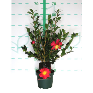 Camellia "Yuletide" 1.5L 8+ 30/40 