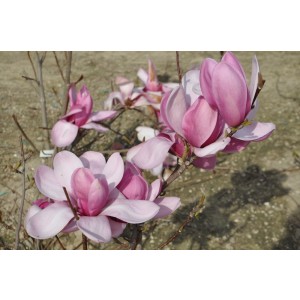 Magnolia "Cameo" 10L 100/120 Injertada