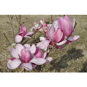 Magnolia "Cameo" 10L 170/200
