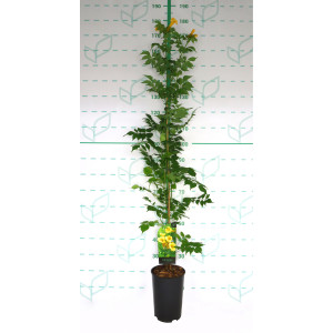 Campsis radicans "Flava" 5.5L Alto 1 Tutor 120 