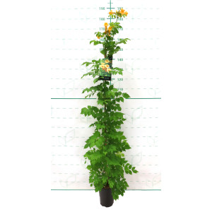 Campsis radicans "Flava" 5.5L Alto 1 Tutor 120