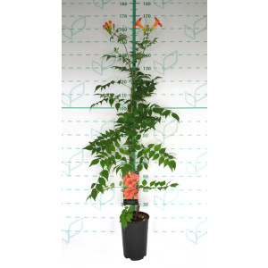 Campsis x tagliabuana "Madame Galen" 5.5L Alto 1 Tutor 120 